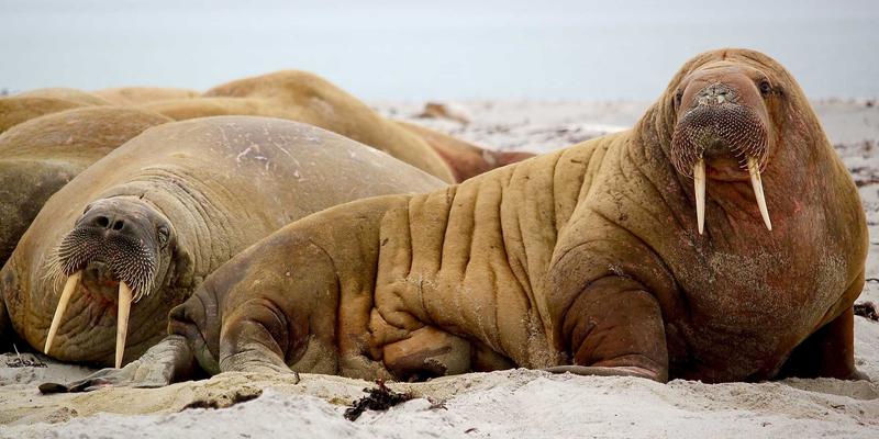 工业气体47：从实验室到医疗，看不见的现代工业基石
